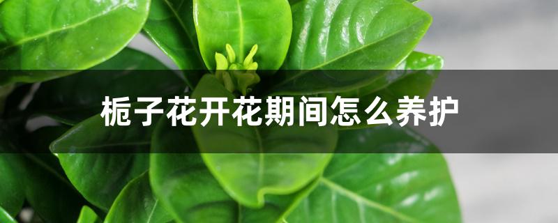 栀子花开花期间怎么养护