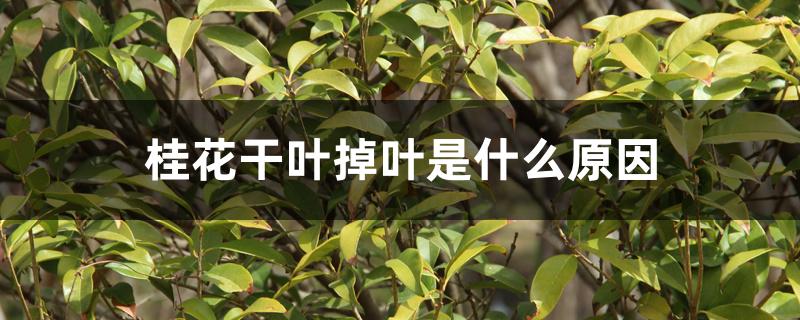 桂花干叶掉叶是什么原因 桂花干叶掉叶是什么原因