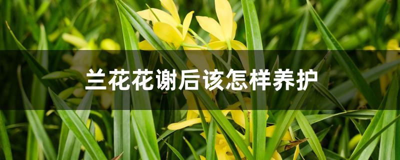 兰花花谢后该怎样养护