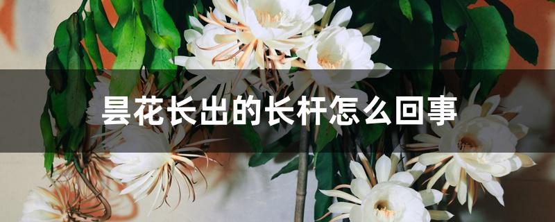 昙花长出的长杆怎么回事