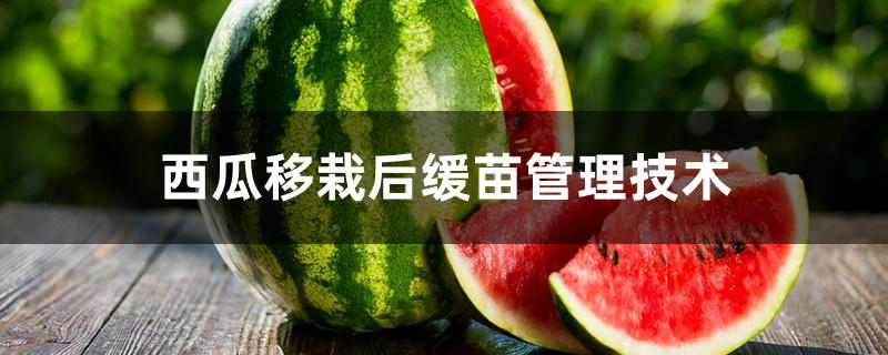 西瓜移栽后缓苗管理技术 西瓜移栽后缓苗管理技术