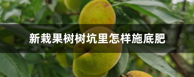 新栽果树树坑里怎样施底肥