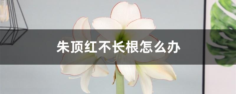 朱顶红不长根怎么办