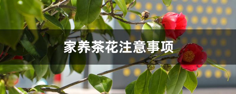 家养茶花注意事项