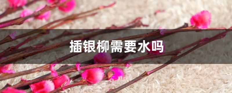 插银柳需要水吗