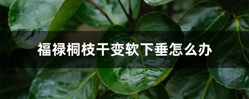 福禄桐枝干变软下垂怎么办