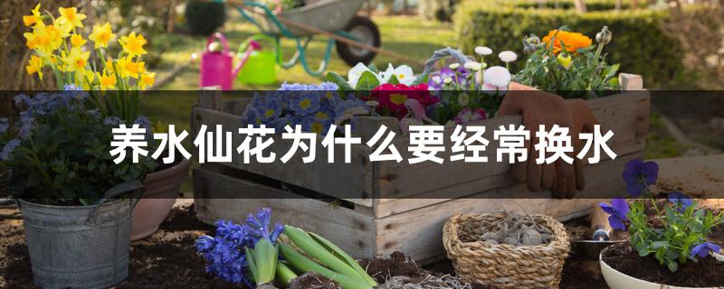 养水仙花为什么要经常换水