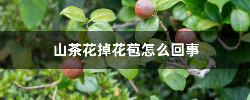 山茶花掉花苞怎么回事