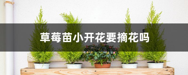 草莓苗小开花要摘花吗