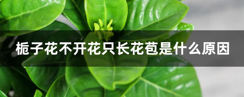 栀子花不开花只长花苞是什么原因