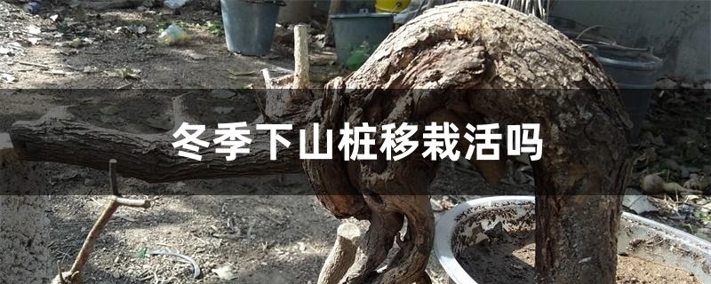 冬季下山桩移栽活吗