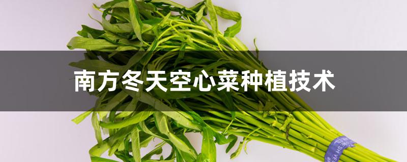 南方冬天空心菜种植技术