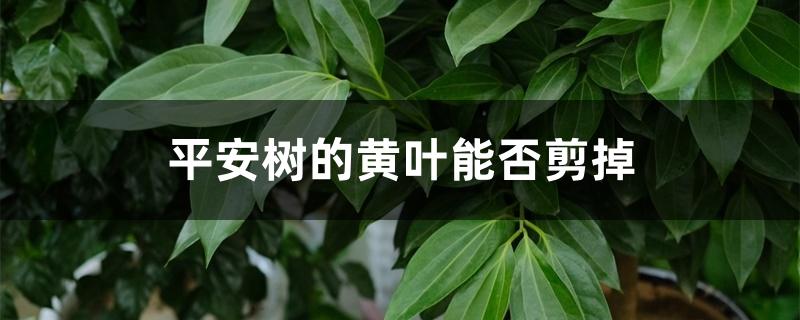 平安树的黄叶能否剪掉