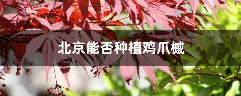 北京能否种植鸡爪槭