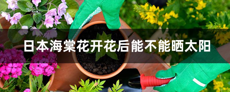 日本海棠花开花后能不能晒太阳 日本海棠花开花后能不能晒太阳