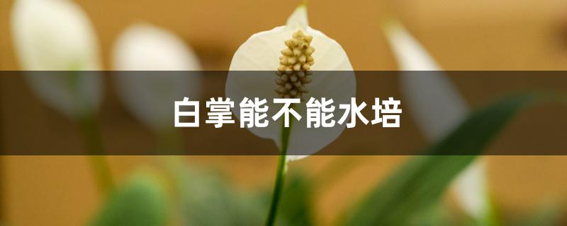 白掌能不能水培