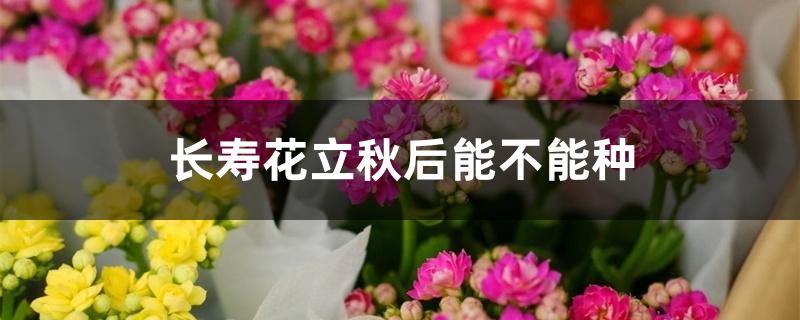 长寿花立秋后能不能种