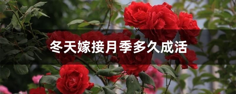 冬天嫁接月季多久成活