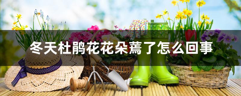 冬天杜鹃花花朵蔫了怎么回事