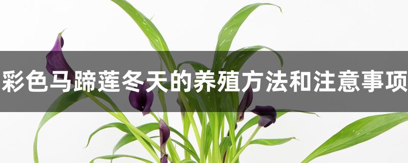 彩色马蹄莲冬天的养殖方法和注意事项