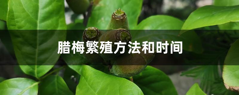 腊梅繁殖方法和时间 腊梅繁殖方法和时间