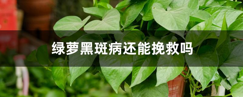 绿萝黑斑病还能挽救吗