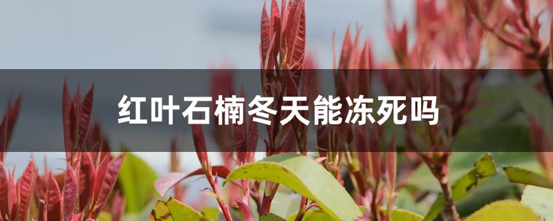 红叶石楠冬天能冻死吗 红叶石楠冬天能冻死吗