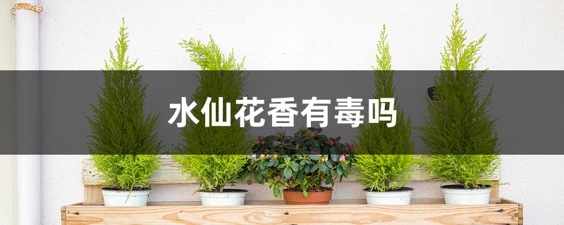 水仙花香有毒吗