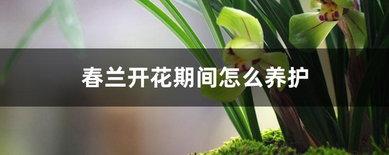 春兰开花期间怎么养护