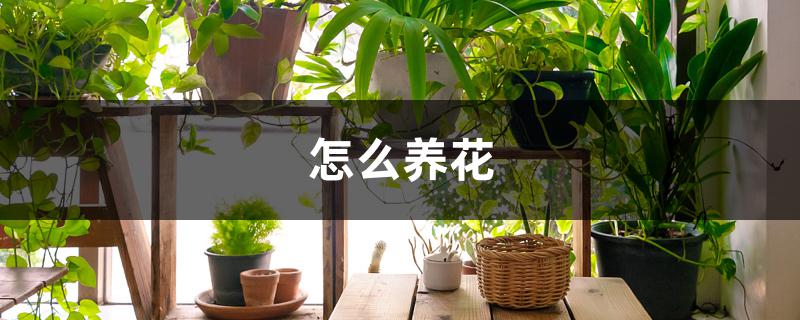 怎么养花 怎么养花