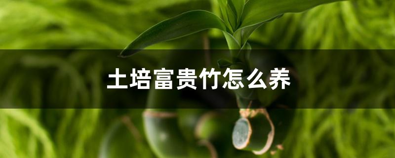 土培富贵竹怎么养 土培富贵竹怎么养