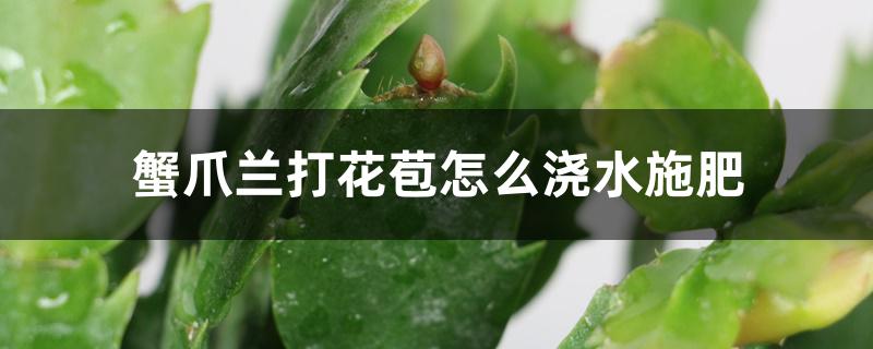 蟹爪兰打花苞怎么浇水施肥