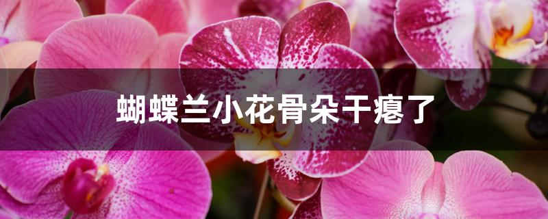 蝴蝶兰小花骨朵干瘪了 蝴蝶兰小花骨朵干瘪了