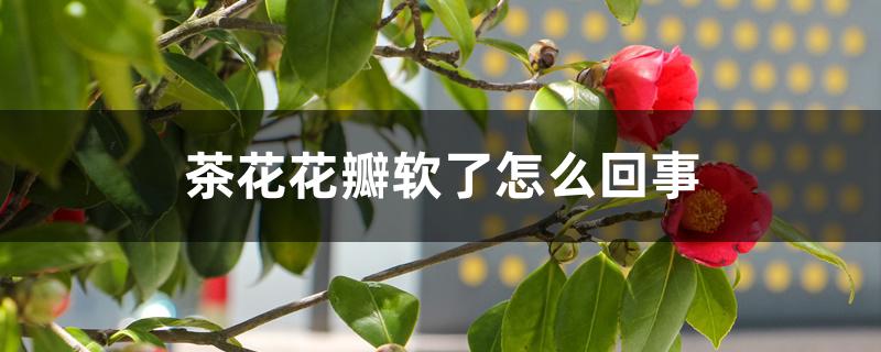 茶花花瓣软了怎么回事