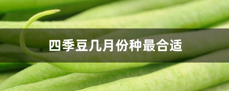 四季豆几月份种最合适