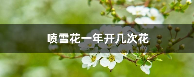 喷雪花一年开几次花