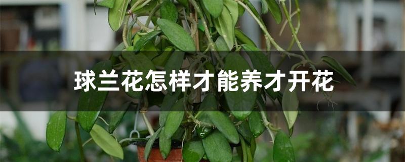 球兰花怎样才能养才开花