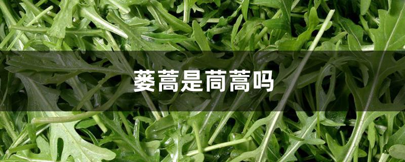 蒌蒿是茼蒿吗