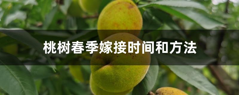 桃树春季嫁接时间和方法