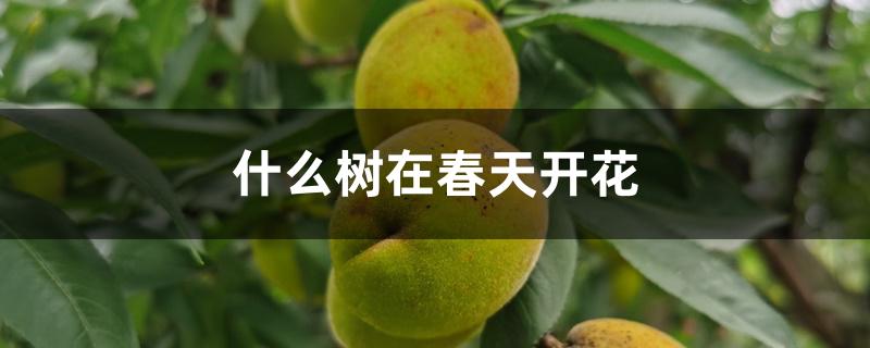 什么树在春天开花