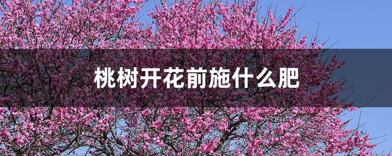 桃树开花前施什么肥