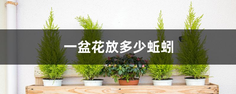 一盆花放多少蚯蚓