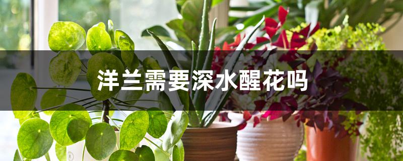 洋兰需要深水醒花吗 洋兰需要深水醒花吗