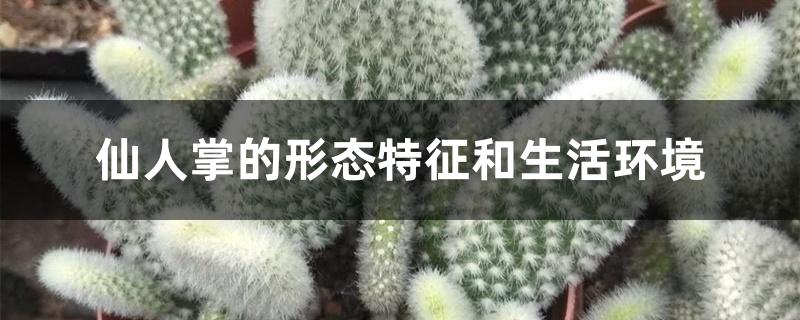仙人掌的形态特征和生活环境 仙人掌的形态特征和生活环境