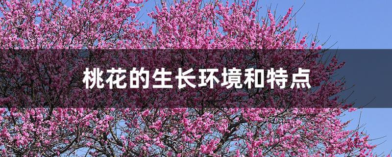 桃花的生长环境和特点