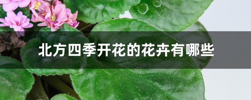 北方四季开花的花卉有哪些 北方四季开花的花卉有哪些