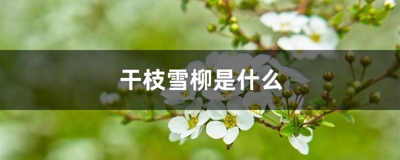 干枝雪柳是什么