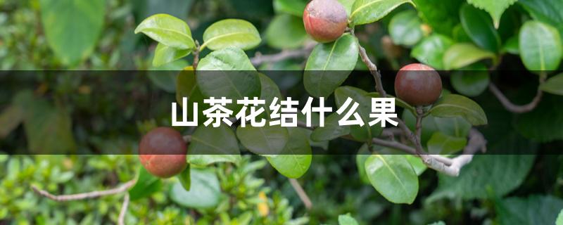 山茶花结什么果