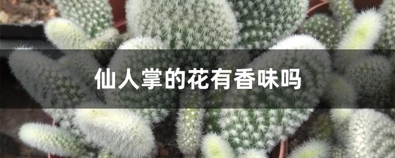 仙人掌的花有香味吗