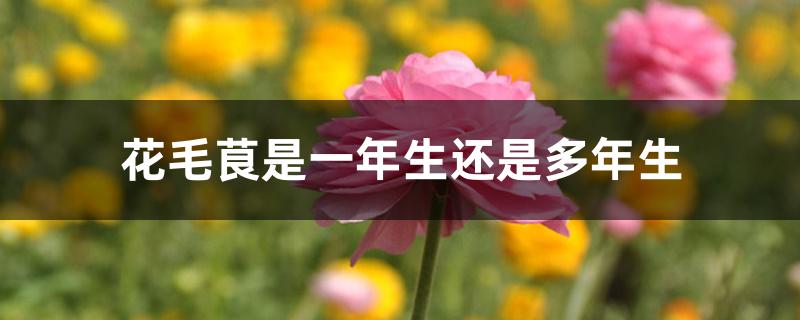 花毛茛是一年生还是多年生